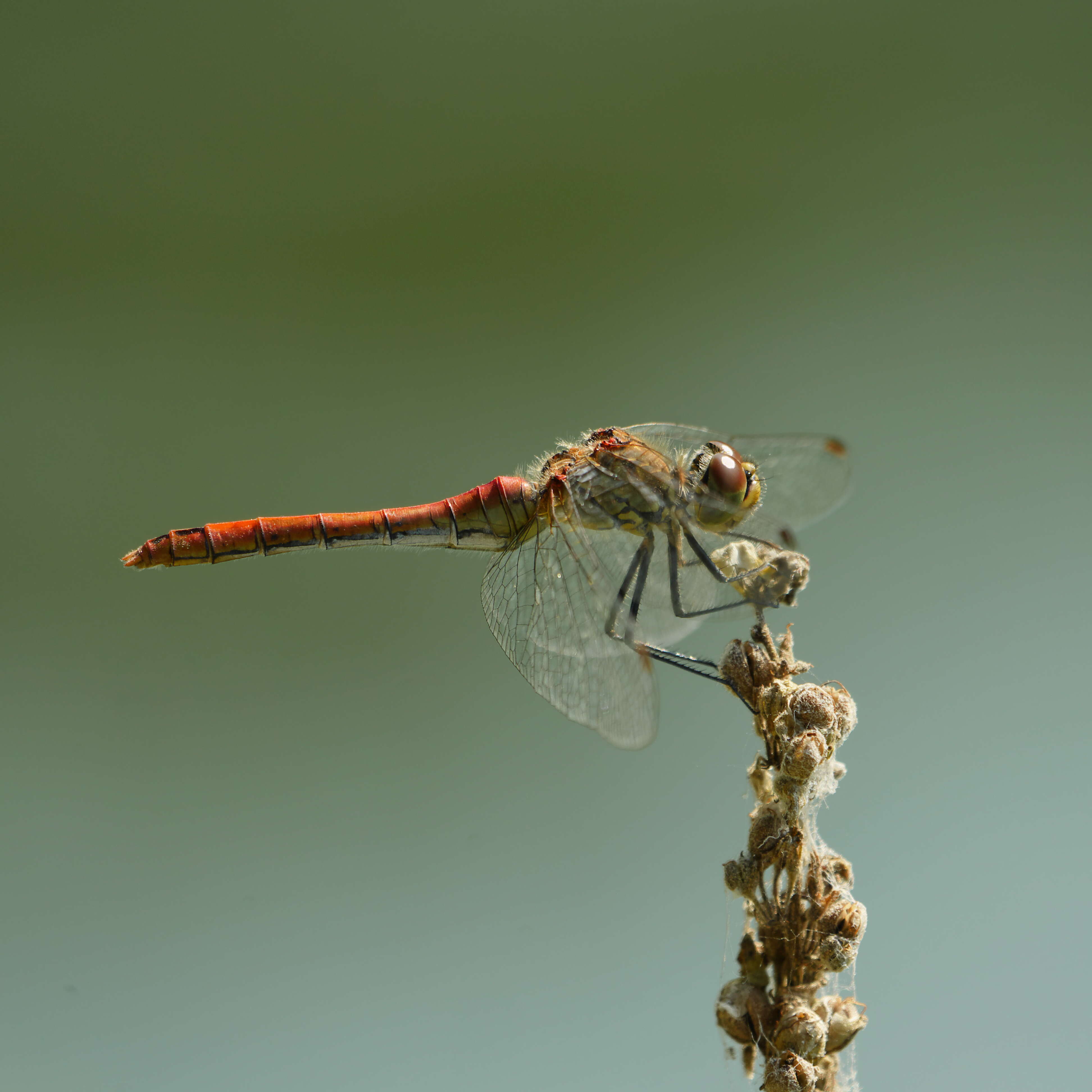 Image of Ruddy Darter