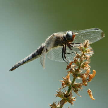 Image of Blue Chaser