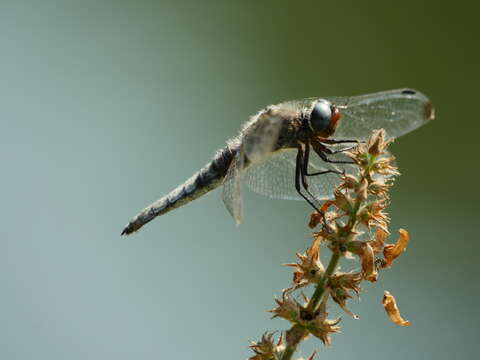 Слика од Libellula fulva Müller 1764