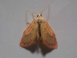 Image of rosy footman