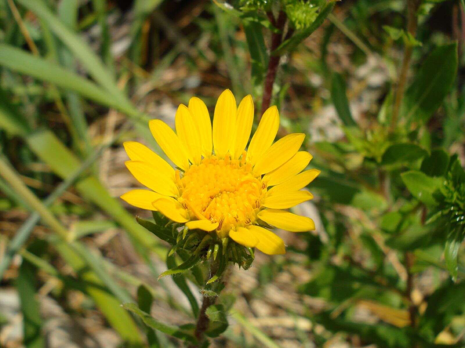 Grindelia nana resmi