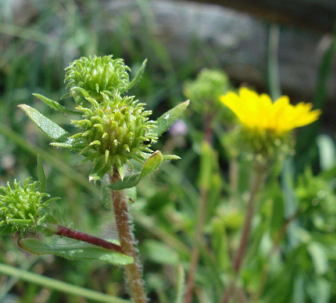 Grindelia nana resmi