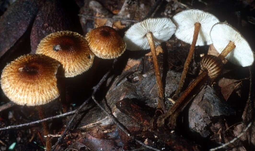 Plancia ëd Collybia zonata (Peck) Sacc. 1887