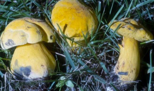 Image of Neoboletus pseudosulphureus (Kallenb.) Klofac 2015