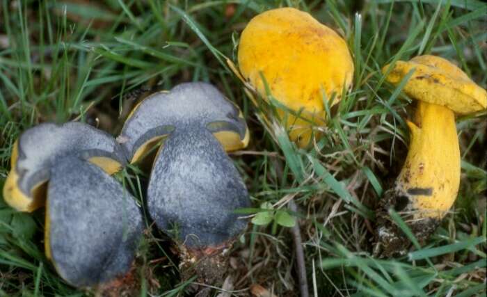 Image of Neoboletus pseudosulphureus (Kallenb.) Klofac 2015