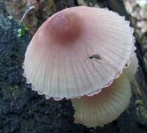 Image of Mycena haematopus (Pers.) P. Kumm. 1871