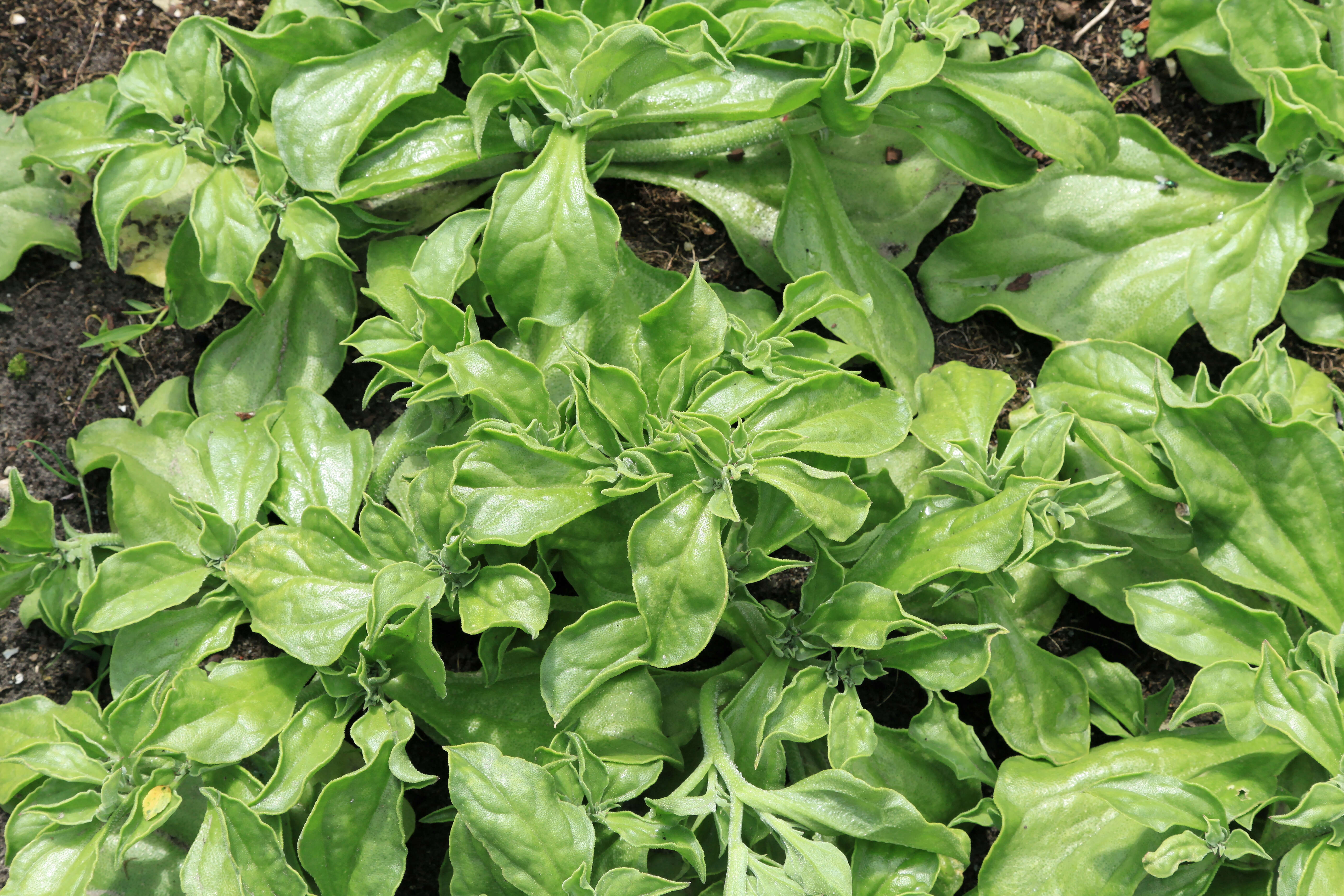 Image of common iceplant