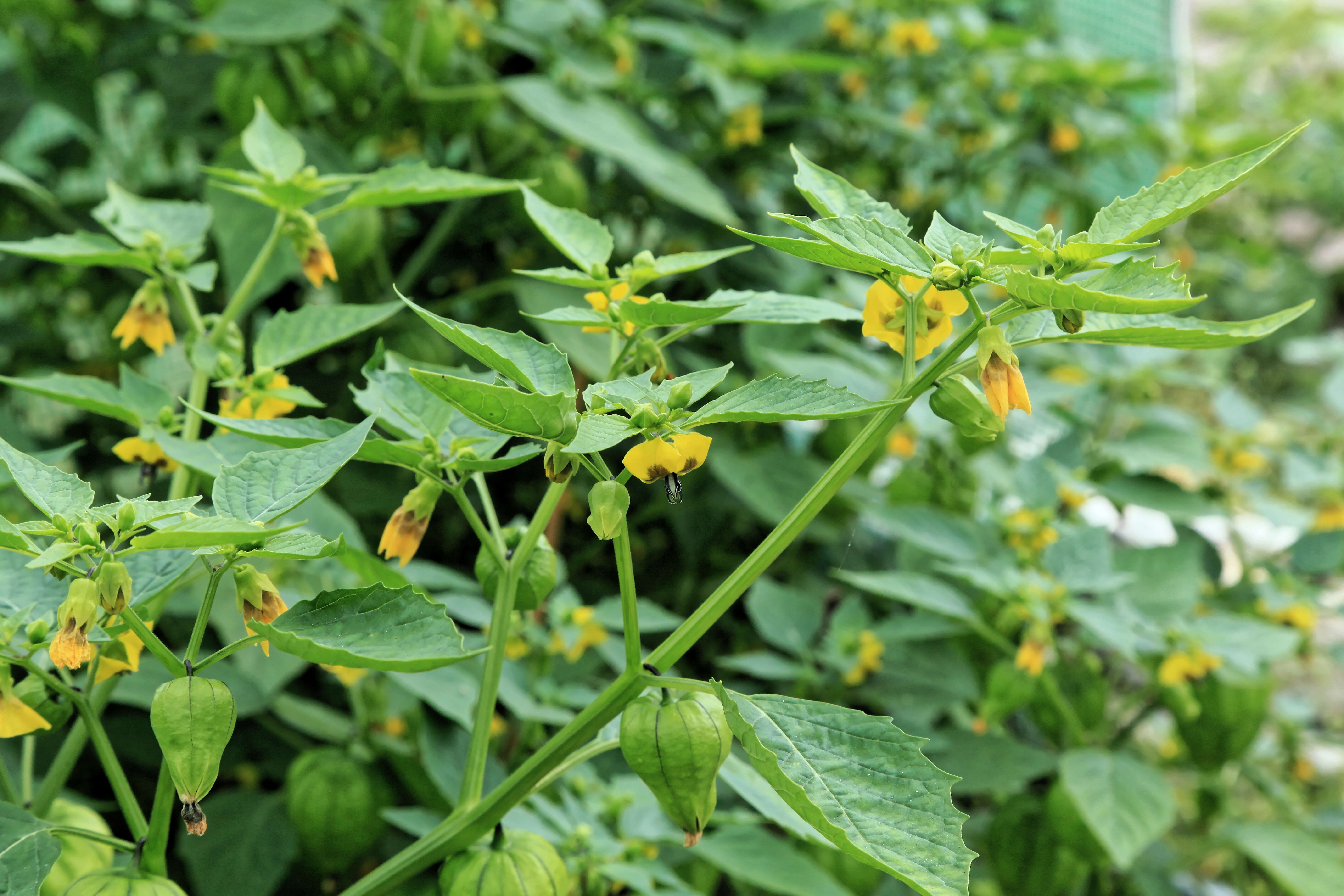 Image of Mexican groundcherry