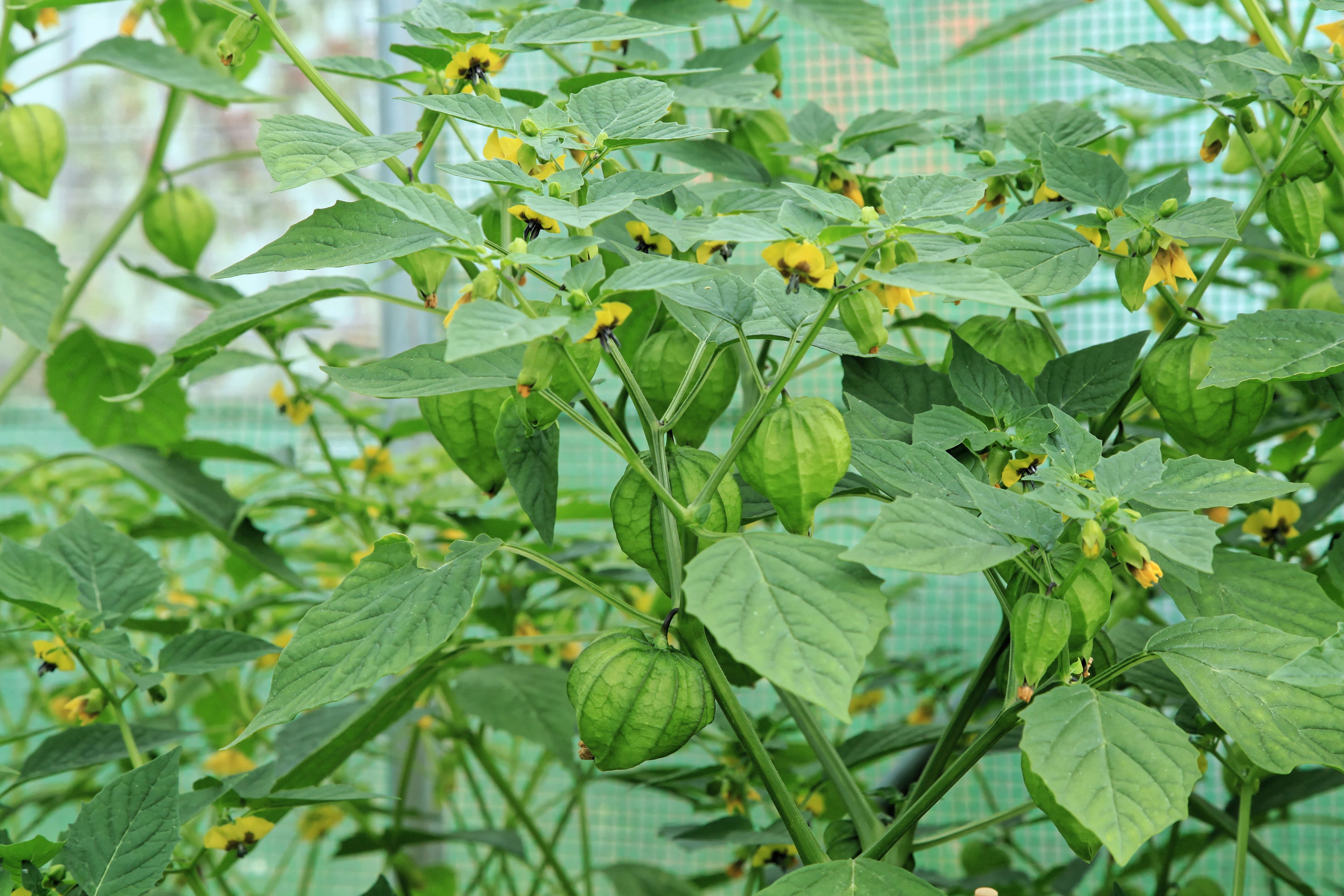 Image de Tomatille