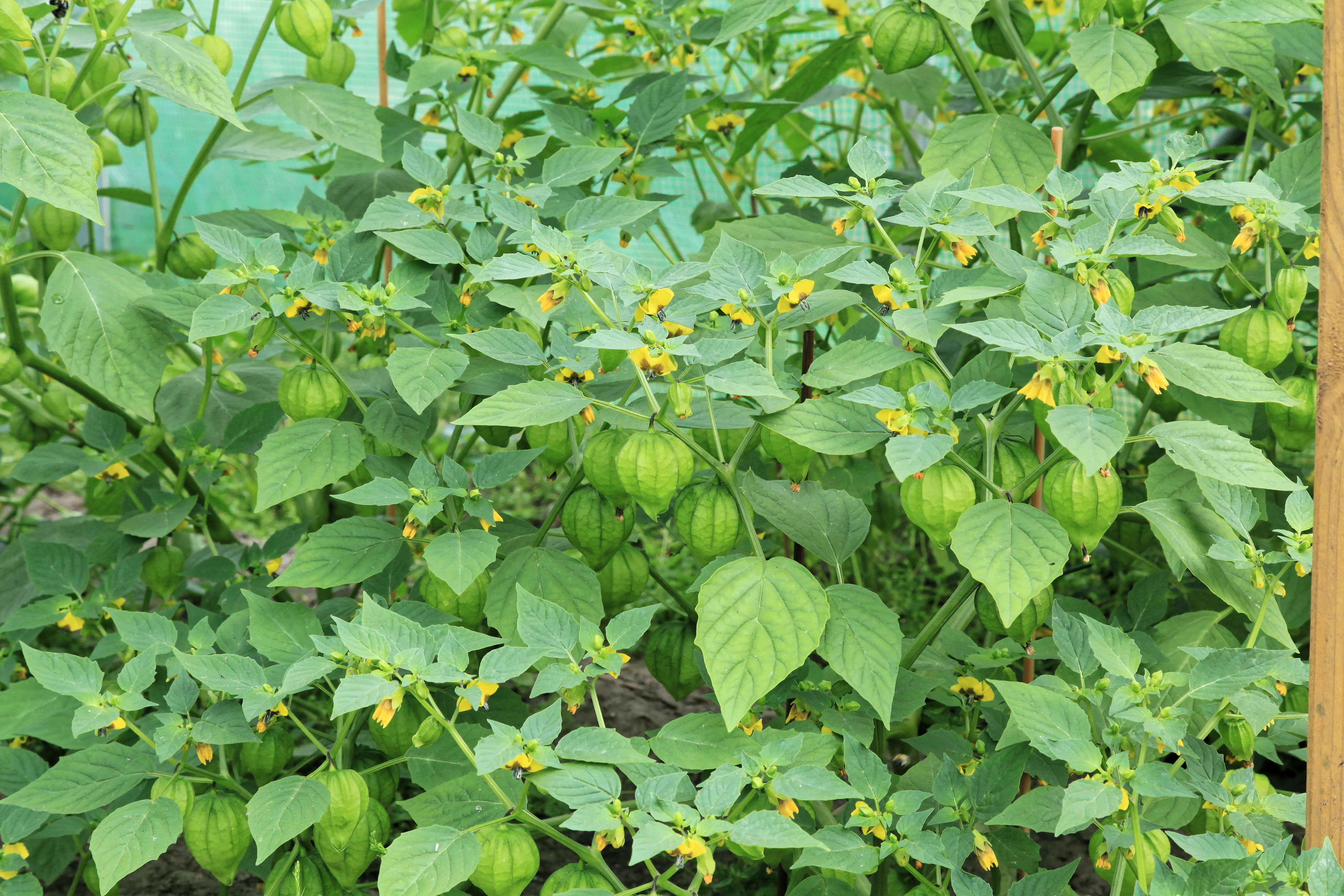 Image of Mexican groundcherry