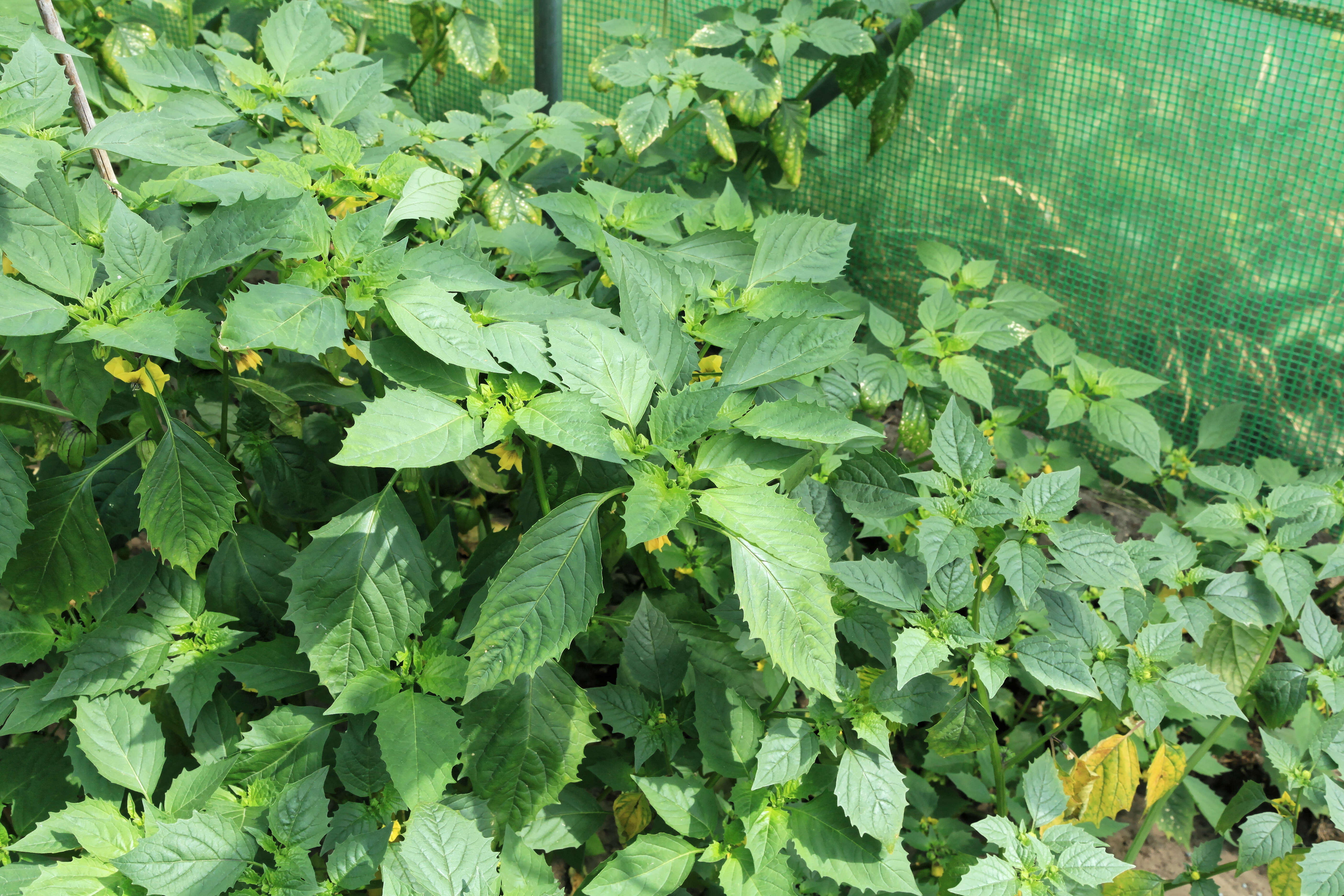 Image of Mexican groundcherry