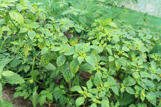 Image of Mexican groundcherry