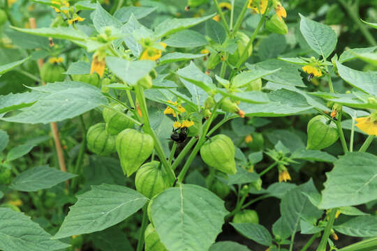 Image of Mexican groundcherry