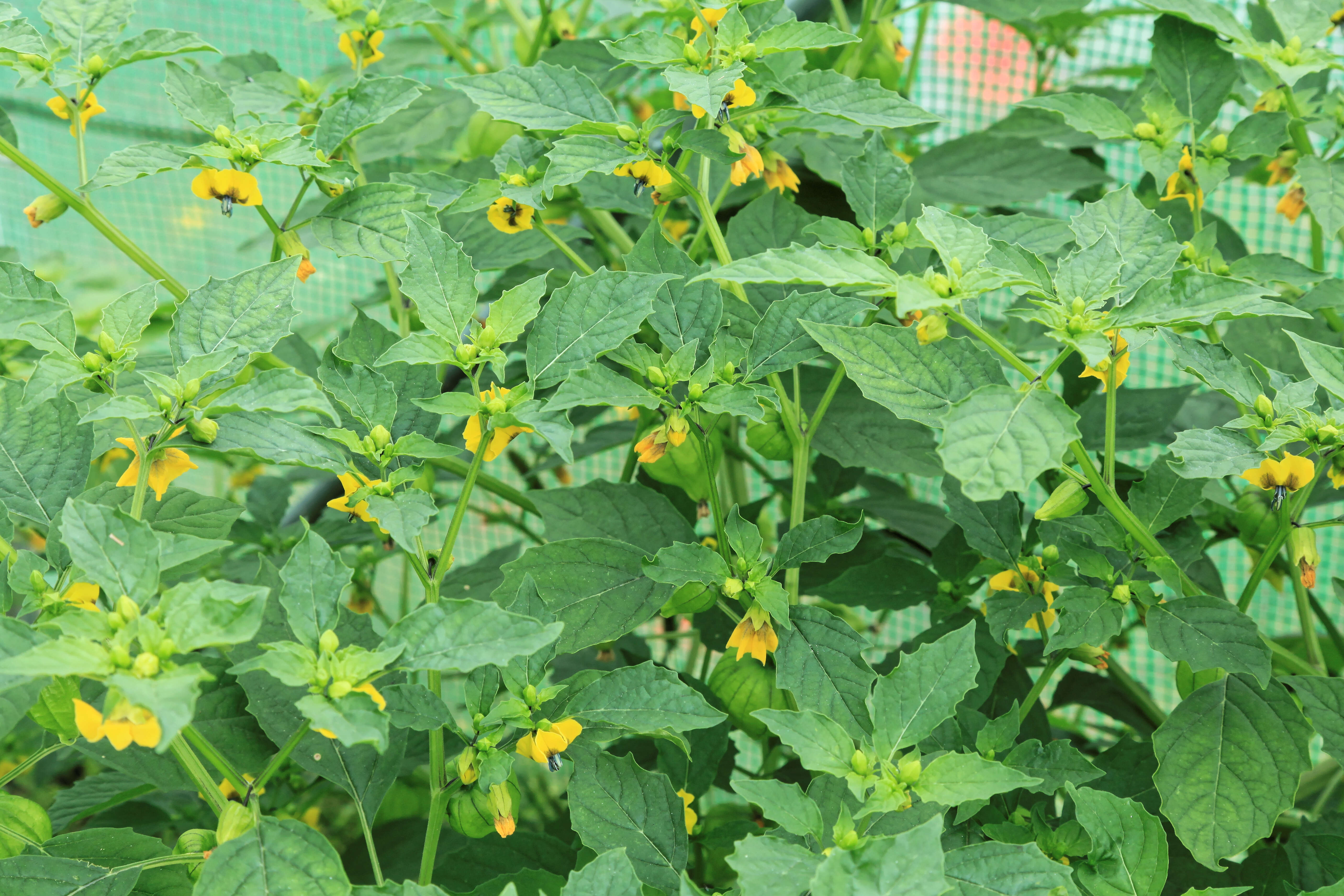 Physalis philadelphica Lam. resmi