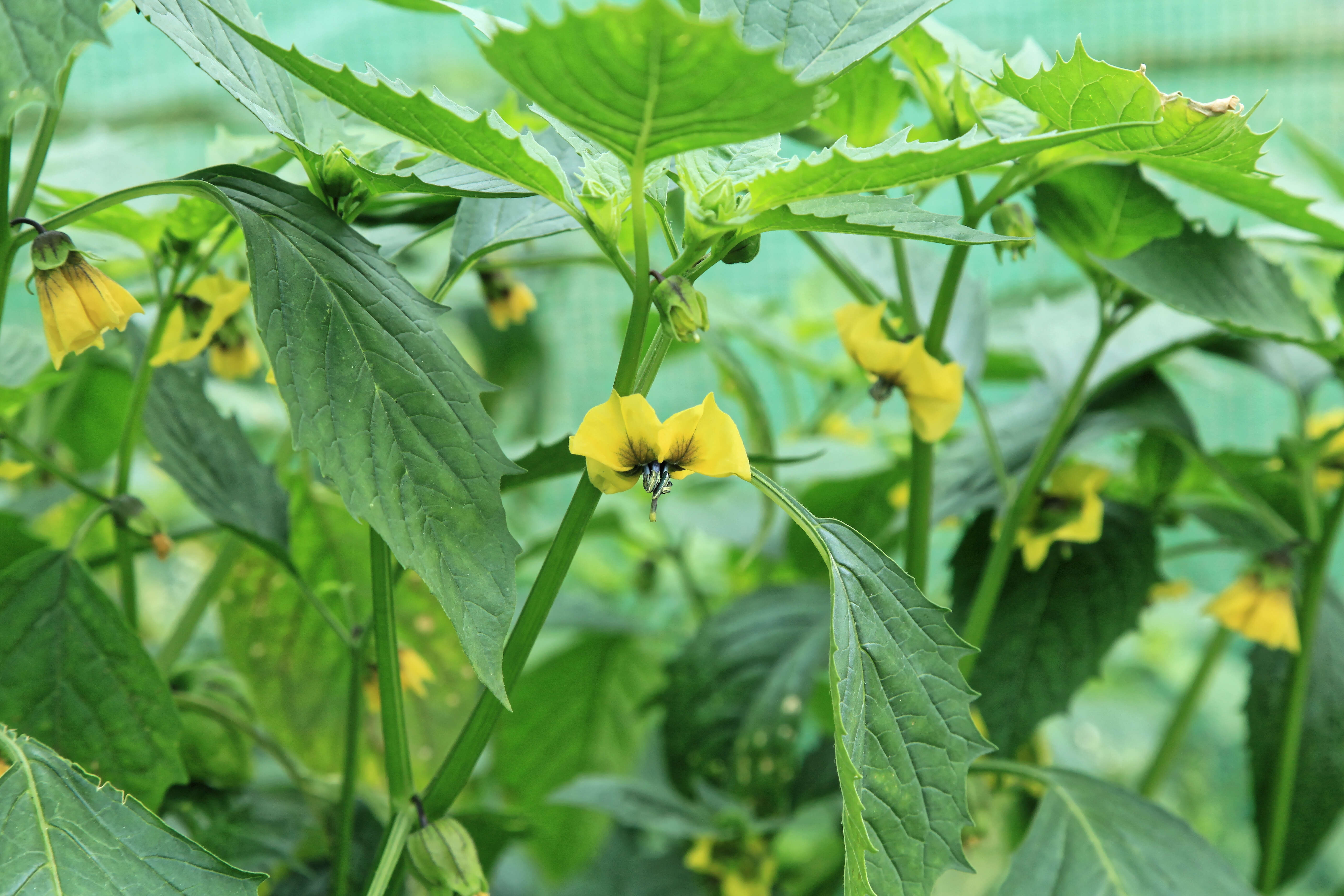 Physalis philadelphica Lam. resmi