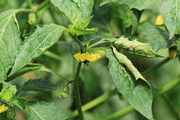 Image de Tomatille