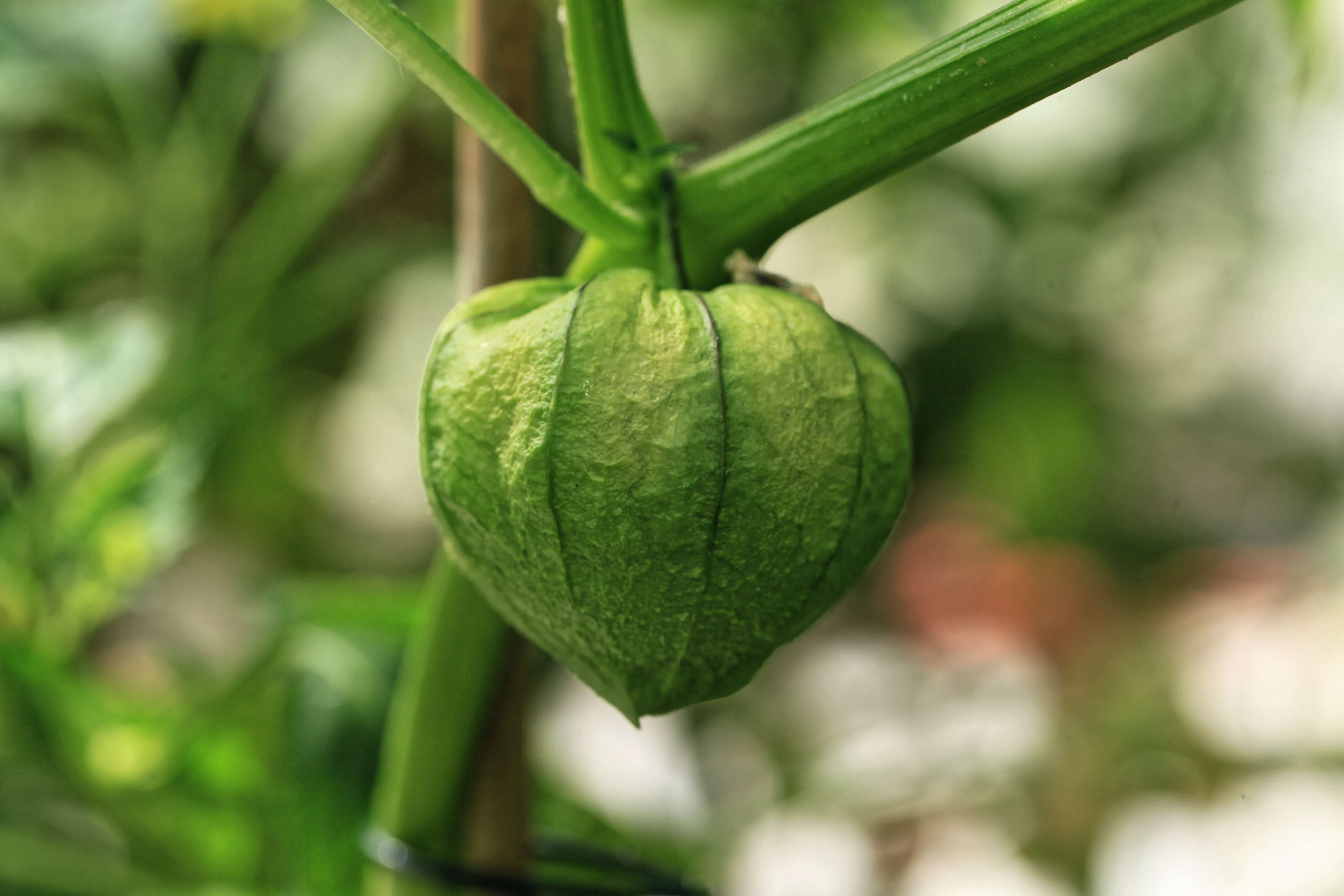 Image of Mexican groundcherry