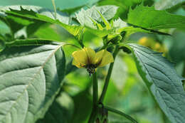 Physalis philadelphica Lam. resmi