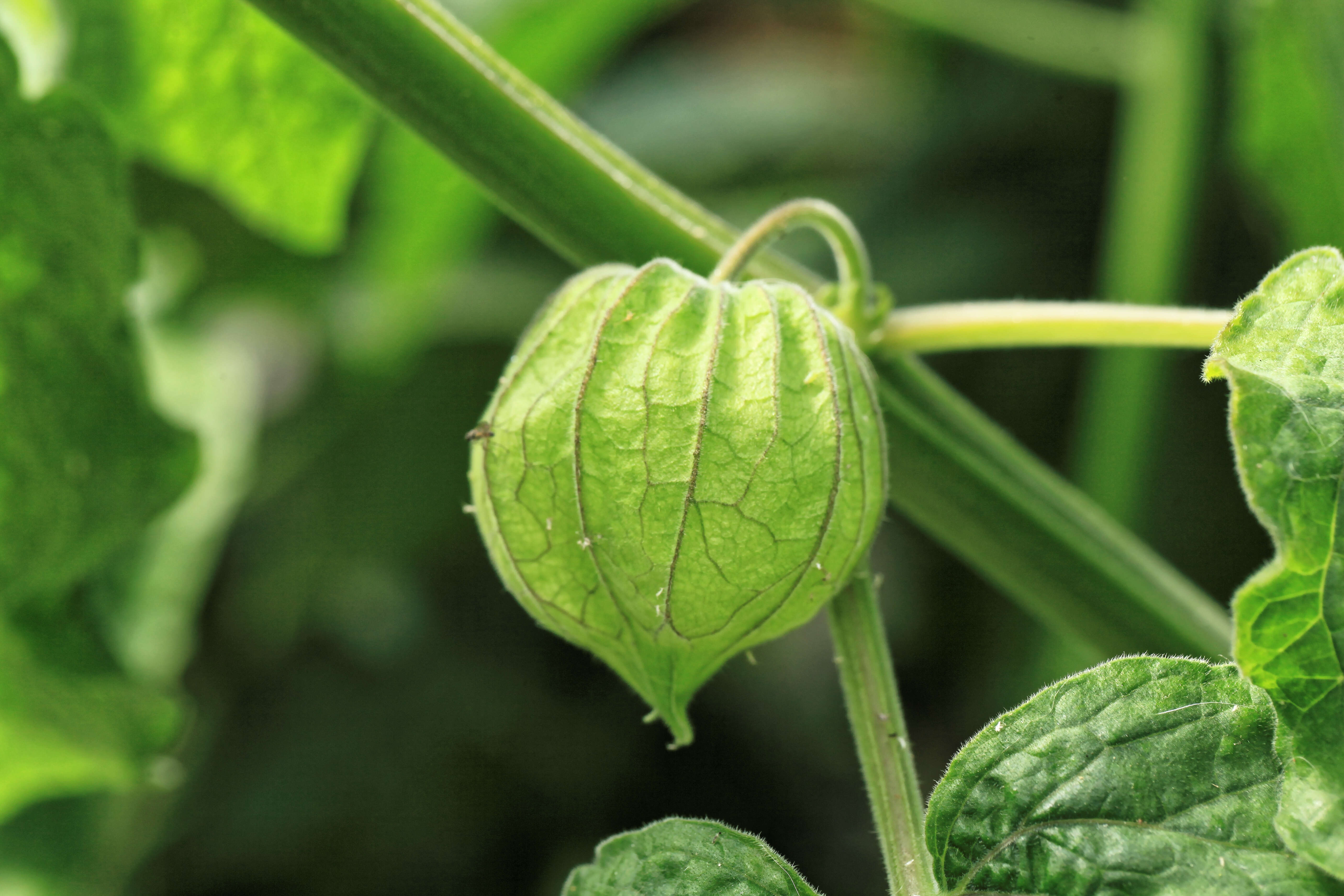 Image of Mexican groundcherry