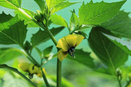 Image of Mexican groundcherry