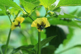 Image de Tomatille