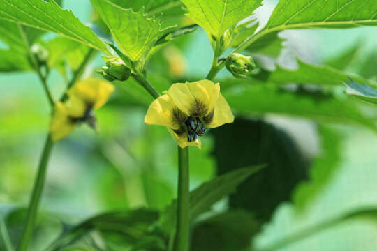 Image of Mexican groundcherry