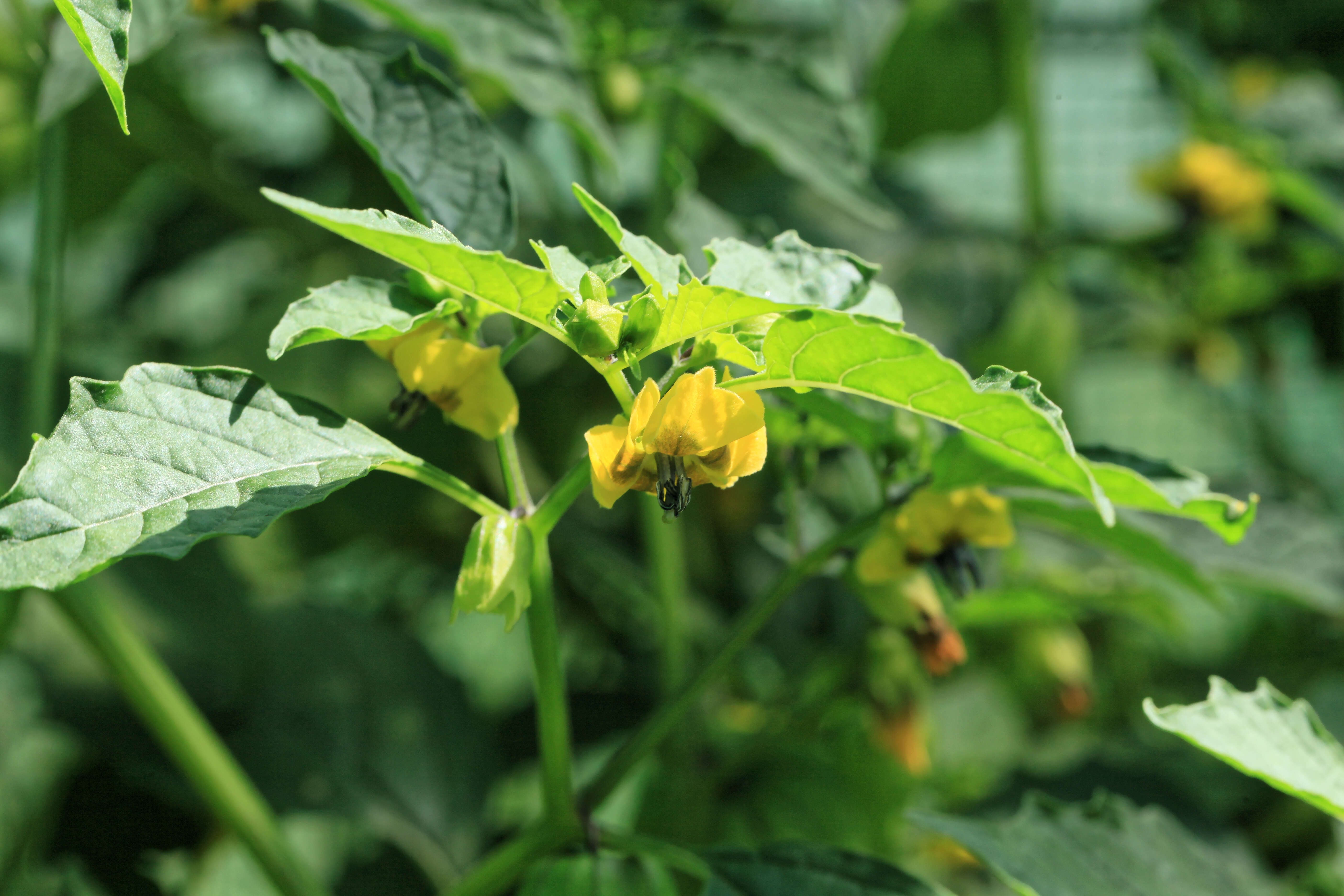 Image de Tomatille