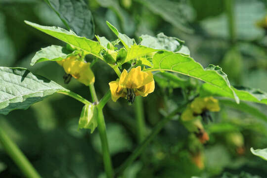 Image of Mexican groundcherry