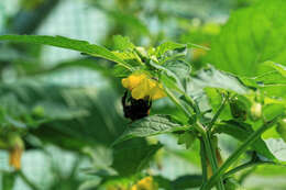 Image de Tomatille