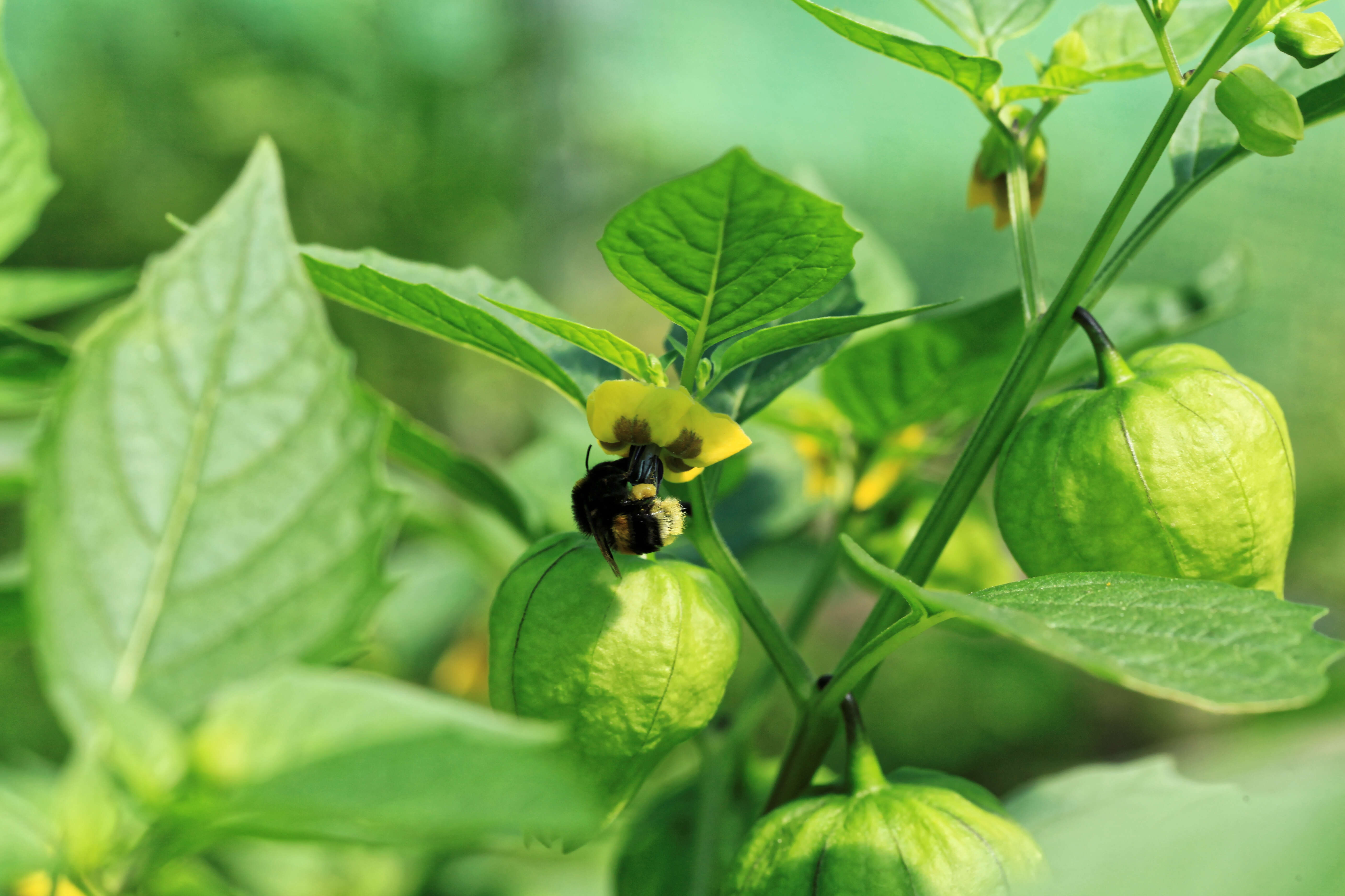 Image de Tomatille