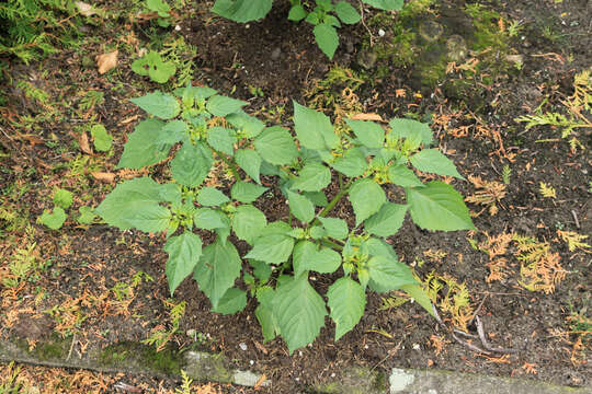 Image of Mexican groundcherry