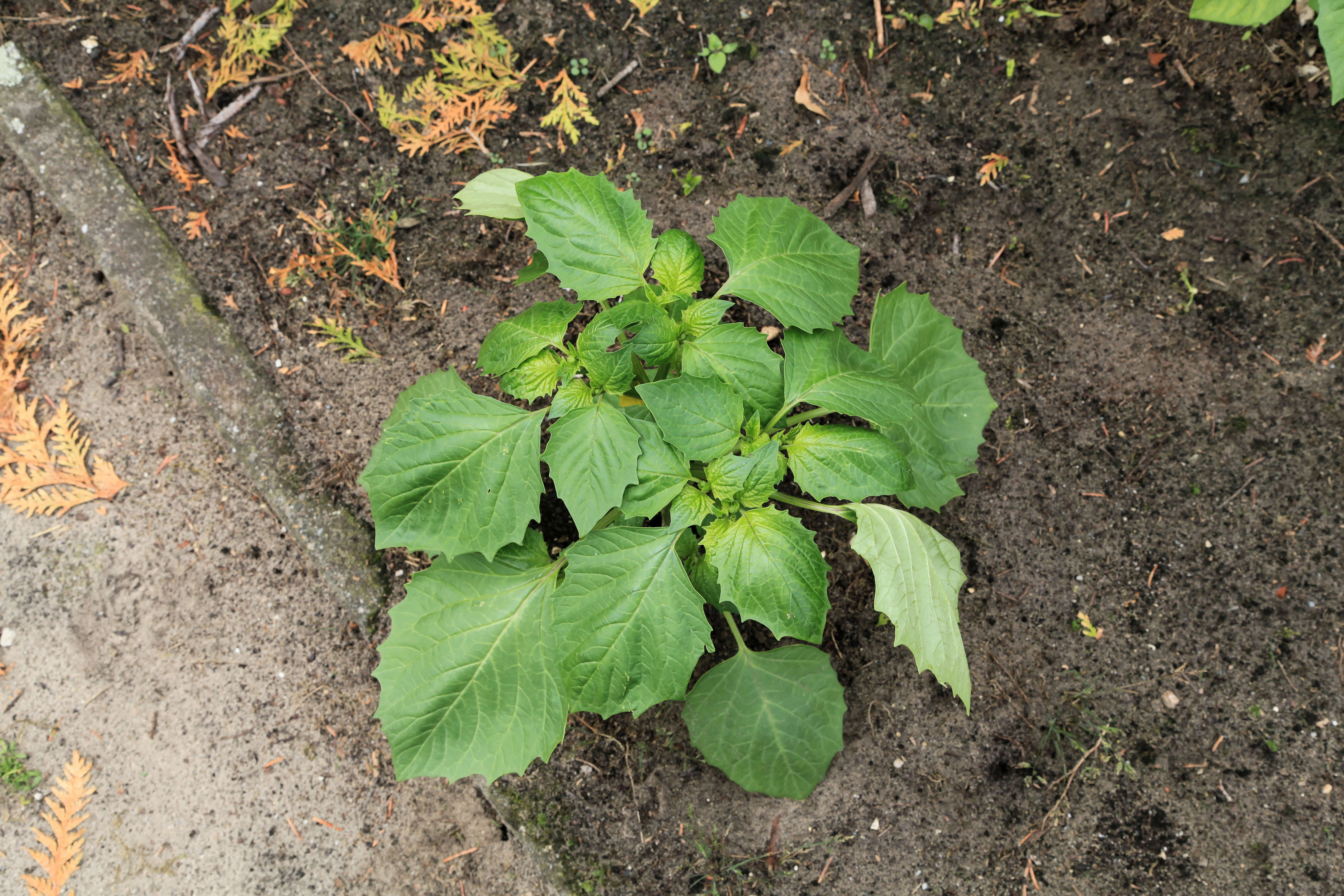 Physalis philadelphica Lam. resmi