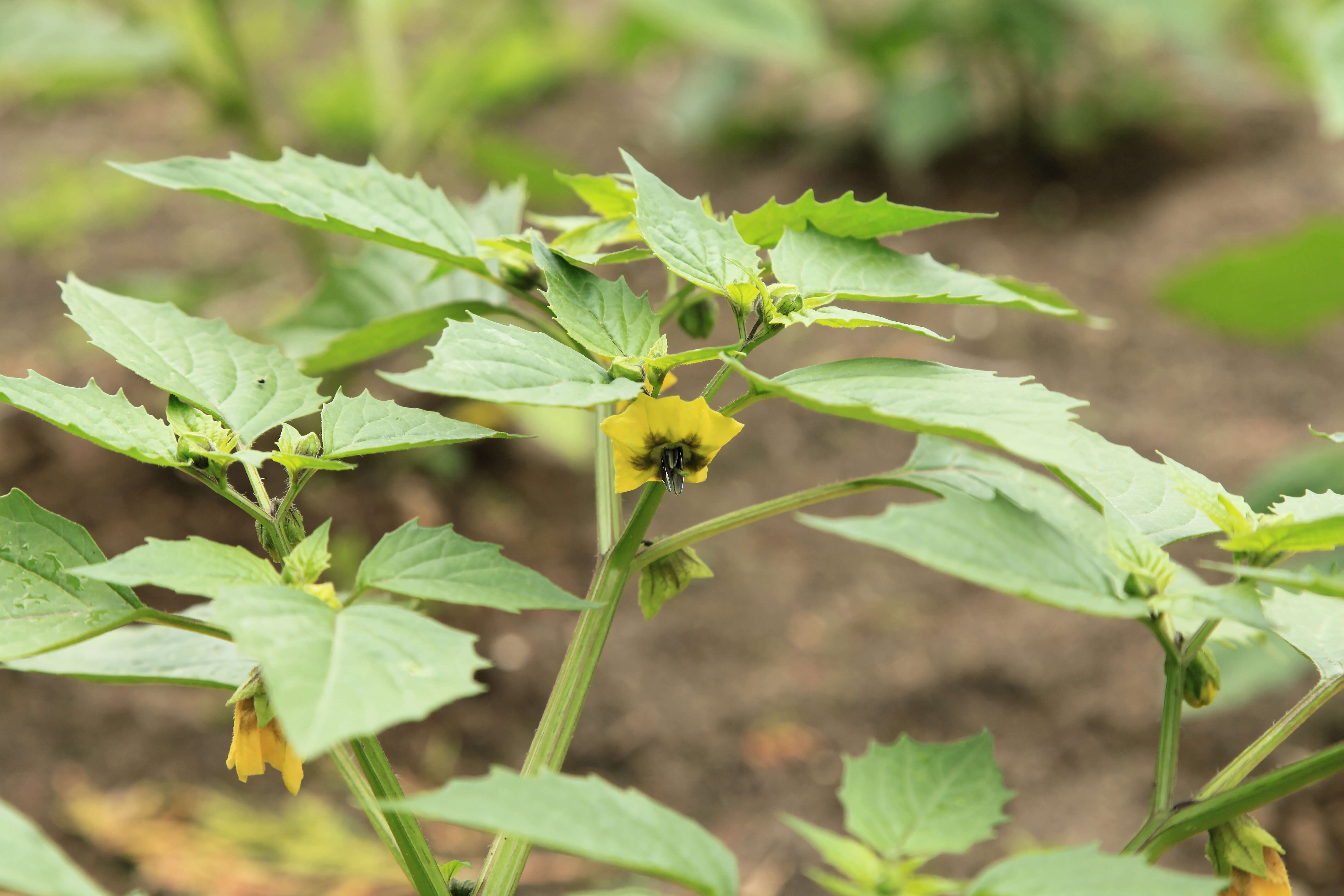 Image de Tomatille