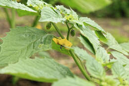 Physalis philadelphica Lam. resmi