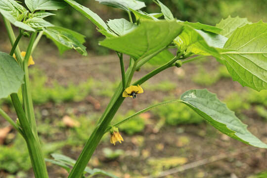 Image of Mexican groundcherry