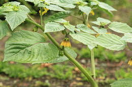 Physalis philadelphica Lam. resmi