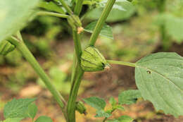 Image de Tomatille