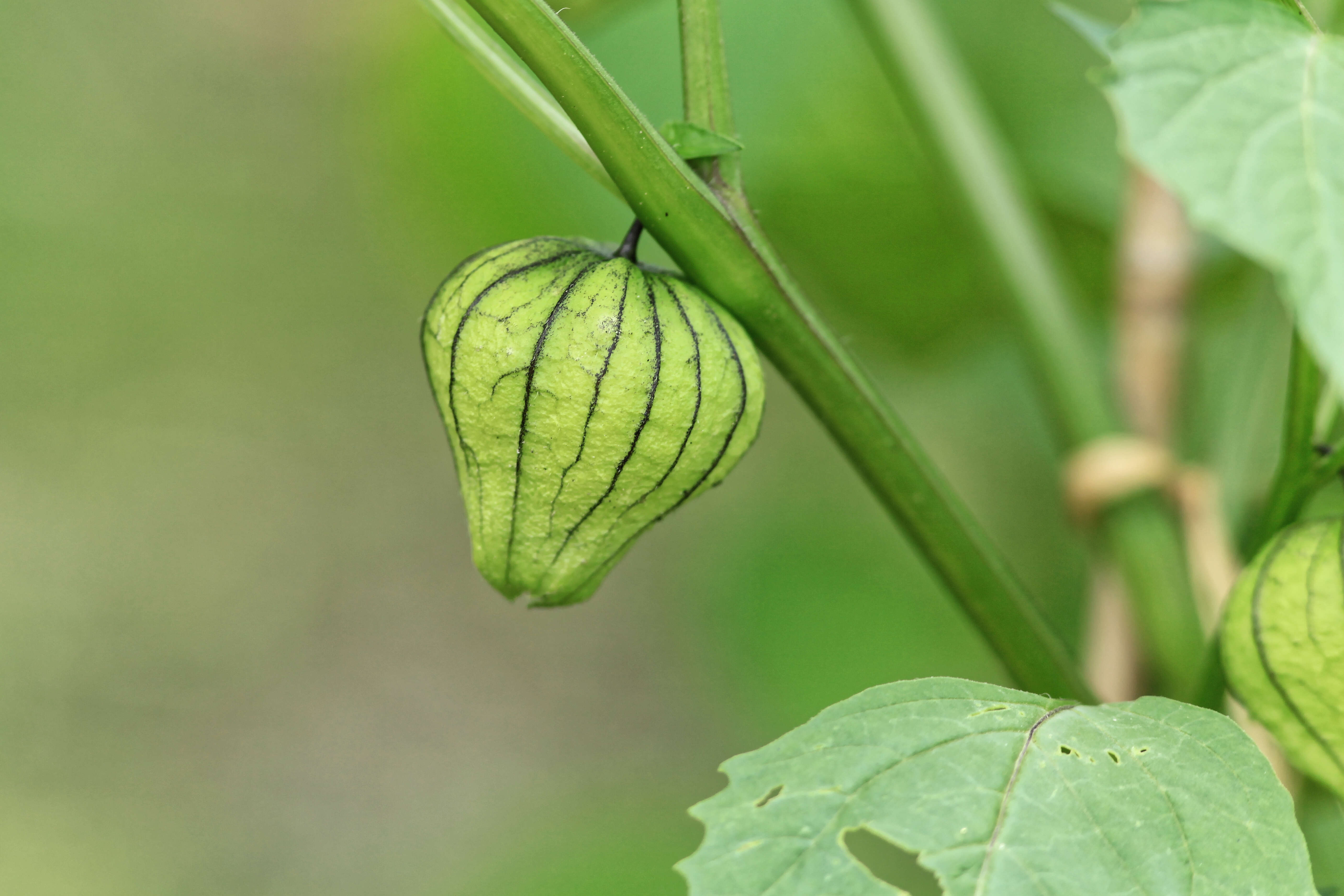 Image de Tomatille