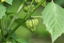 Image de Tomatille