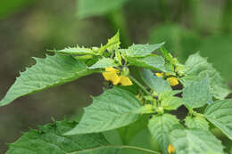 Image de Tomatille