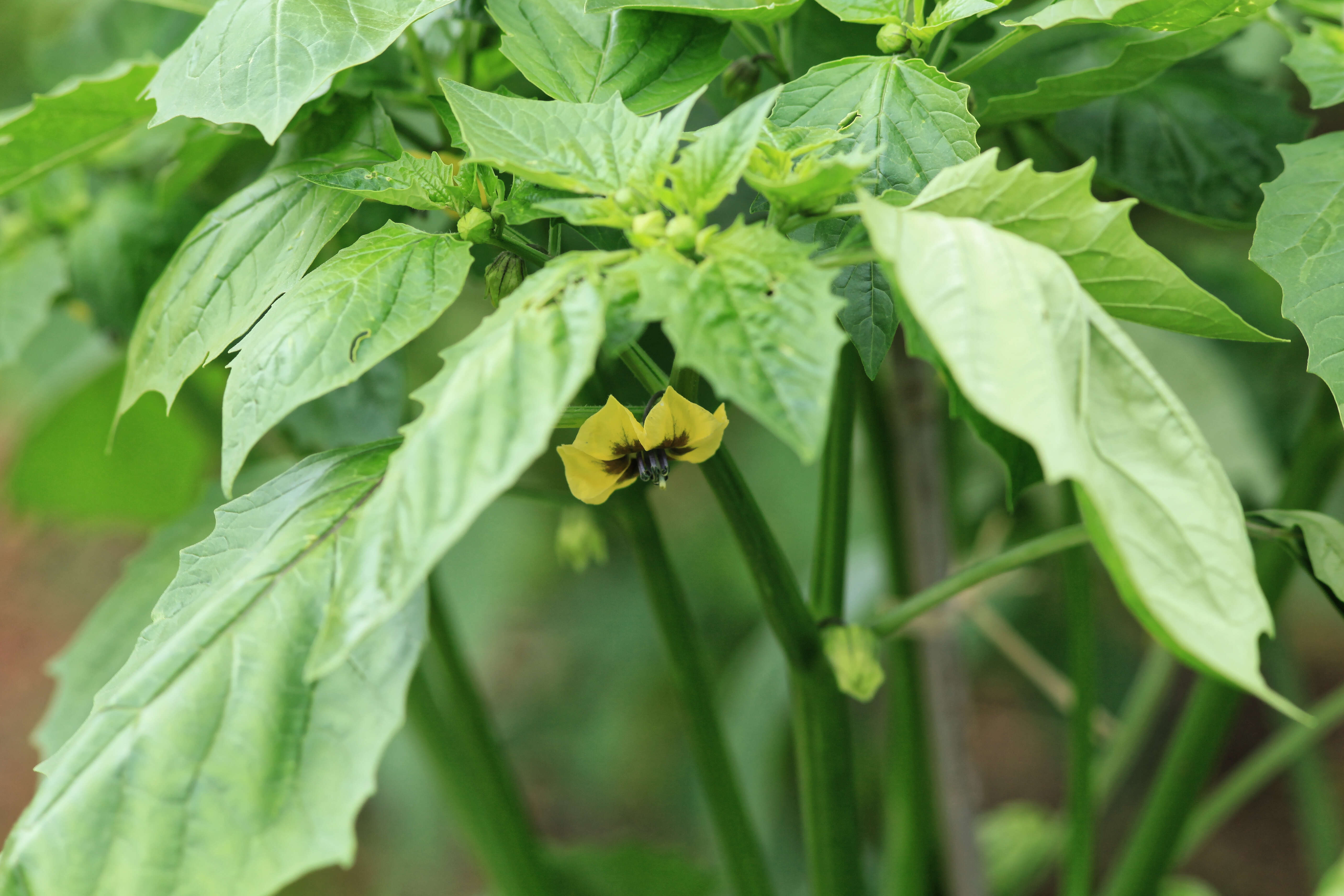 Image de Tomatille