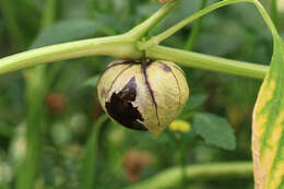 Image of Mexican groundcherry