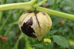 Image of Mexican groundcherry