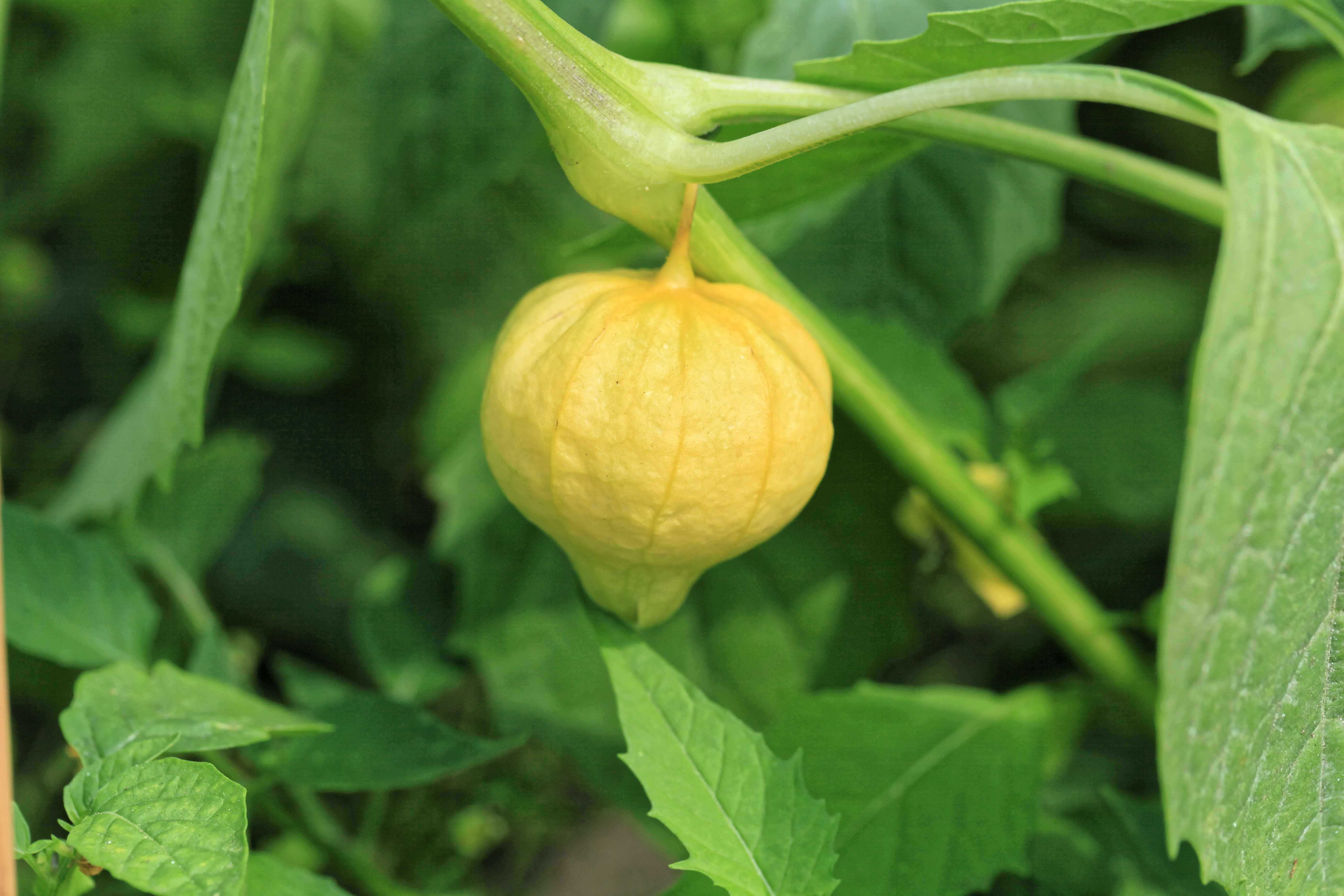 Image de Tomatille