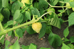 Image of Mexican groundcherry