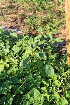 Image of Mexican groundcherry