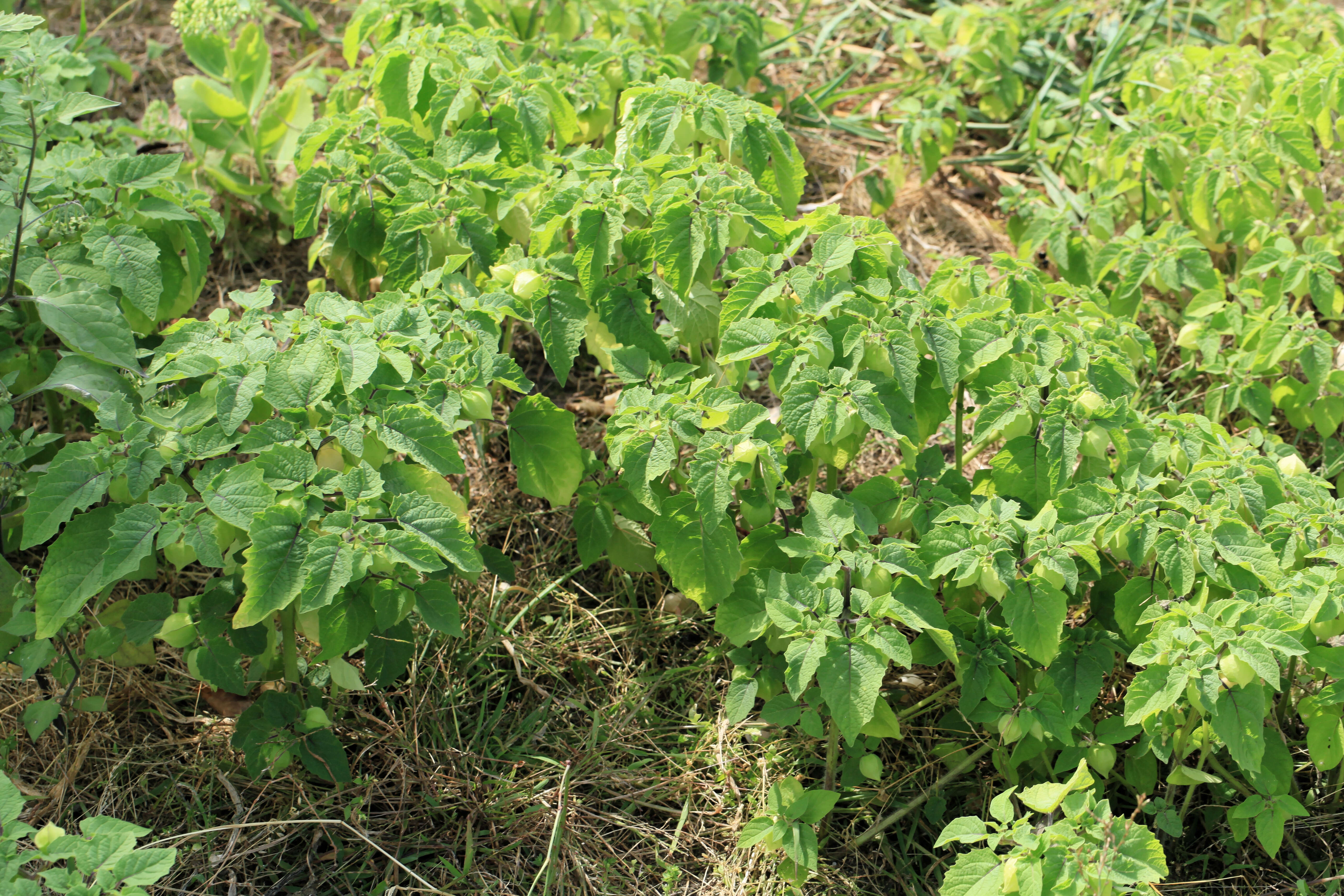 Imagem de Physalis pruinosa L.