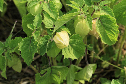 Imagem de Physalis pruinosa L.