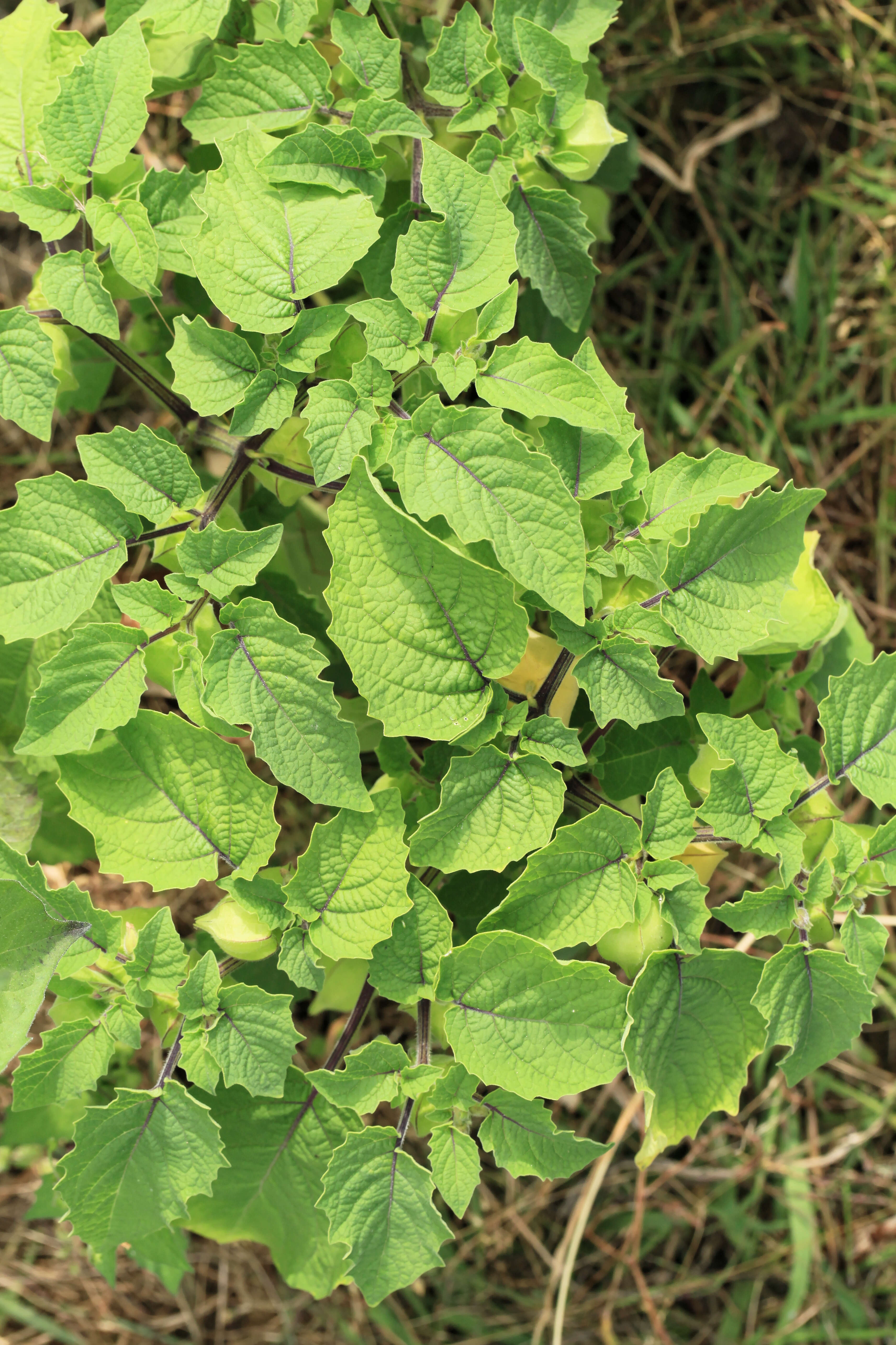 Imagem de Physalis pruinosa L.