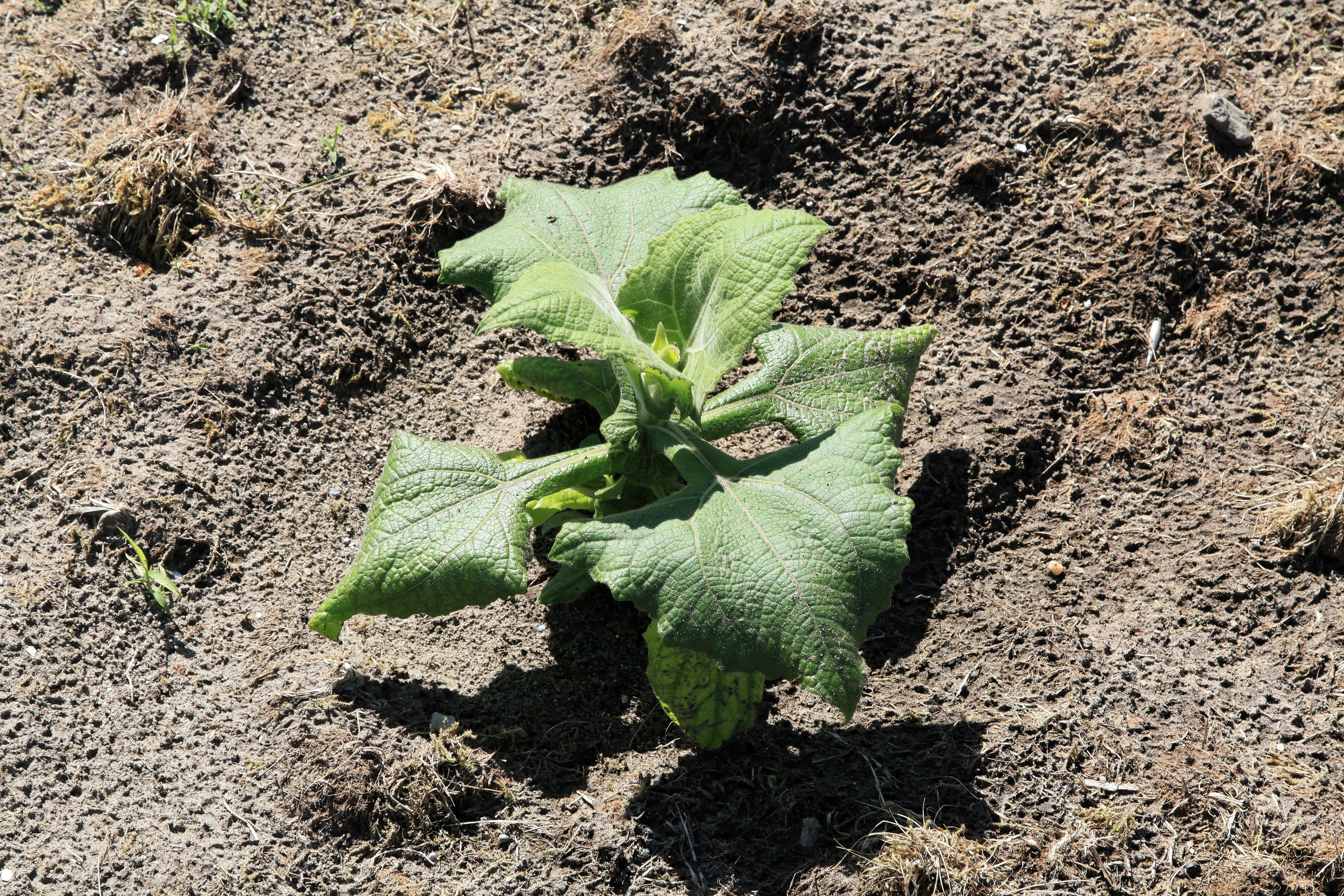 Imagem de Smallanthus sonchifolius (Poepp. & Endl.) H. Rob.